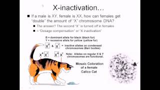 X inactivation [upl. by Emilee443]