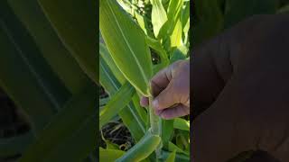 Sorghum heads emerging deserthomestead gardening 2024 garden gardenpest [upl. by Wilonah]