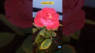 blooming rose 🌹🌹🌹🌹🌹like👍 and subscribe [upl. by Meggie]