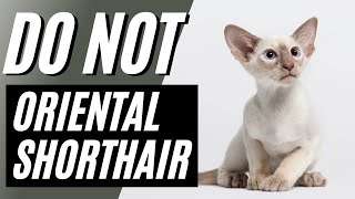 7 Reasons You Should NOT Get an Oriental Shorthair Cat [upl. by Dulcie]