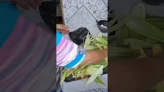 Vamos fazer milho cozida 🌽 confeitaria shortvideo receitaslight receitas versaolight [upl. by Ikceb]