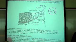 BIOLOGY LAB THE CELL CYCLE amp MITOSIS by Professor Fink [upl. by Nordna]