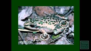 Frog Calls Made Easy Spotted Chorus Frog  Tips from a Wildlife Biologist [upl. by Nalyr]