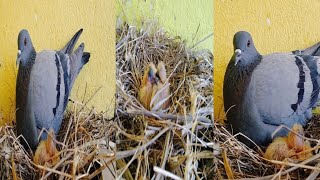 Kabutar ki video kabutar ke bacche Ande se kaise nikalte Hain  1 day to 30 days the baby pigeon [upl. by Yesoj808]