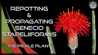 Repotting amp Propagating Senecio Stapeliiformis  The Pickle Plant  Cactus amp Succulent Collection [upl. by Longo]