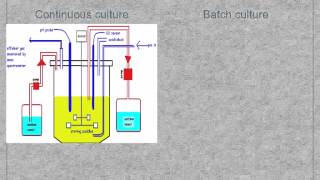 A level S3 Fermentation and fermenters Ms Cooper [upl. by Kong]