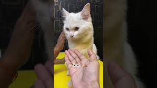 I Tested Viral Cat Products  youtubeshorts cat kitten cute kittten cutecat [upl. by Kered]