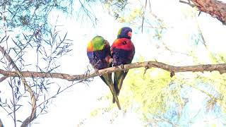 Australian Rainbow Lorikeets Campbelltown [upl. by Maurer]