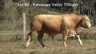 Lot 80 Kandanga Valley Tillinger  Charbray  Sells 3rd August 2024 [upl. by Jaynes]