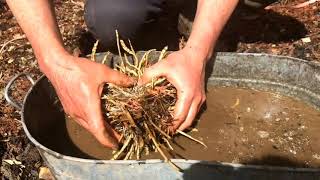 Skirret  Propagating by division in early spring [upl. by Mccully]