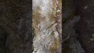 Salmon spawning at Spanish wildsalmon Banks West in Vancouver [upl. by Capone]