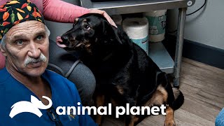 Un perro con un tumor es operado de urgencia  Dr Jeff Veterinario  Animal Planet [upl. by Hareema]