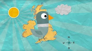 How Do Homing Pigeons Get Home  Extraordinary Animals  BBC Earth [upl. by Ainsley]