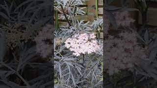 Sambucus nigra Black Lace in flower Now [upl. by Iene]