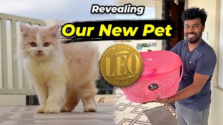 Introducing My New Persian Cat 🐈 LEO 🔥 New Family Member 👨‍👦 ramkannan [upl. by Tamma]