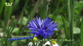 korenbloem  centaurea cyanus  cornflower [upl. by Ayhdnas]