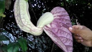 Aristolochia grandiflora [upl. by Ellerred70]