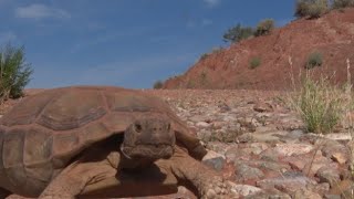 Snow Canyon Tortoise Trails [upl. by Gerladina]