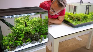 HIGH TECH VS LOW TECH PLANTED TANKS [upl. by Baskett]