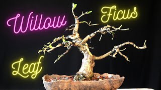 Willow Leaf Ficus Bonsai Tree Ficus Salicifolia [upl. by Hebe107]