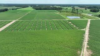 Midville GA  July 30 2024  Peanut Plots 7 [upl. by Nilcaj]