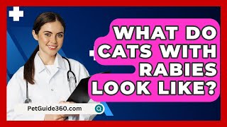 What Do Cats With Rabies Look Like  PetGuide360com [upl. by Covell]