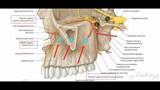 Maxillary nerve branches 2 [upl. by Ahsilam]