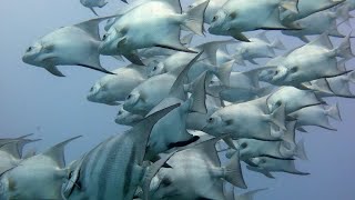 THE Aquarium bottom of the Ocean Africa in Hindi  ANIMAL Planet  WILD Life Hindi Documentary HD [upl. by Nelrac]