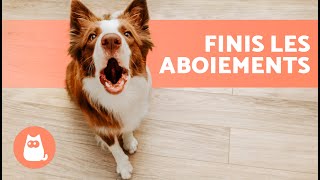 Comment EMPÊCHER un CHIEN DABOYER quand ON FRAPPE à LA PORTE 🐶🛎️ en 4 étapes [upl. by Nolyarg]