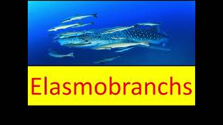 Elasmobranchs [upl. by Edmea467]