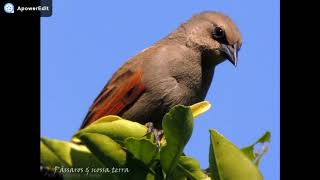 O LINDO CANTO DO ASADETELHAAgelaioides badius Vieillot 1819 [upl. by Ashton]