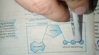 Grade9 Bio TopicATPCell energy Currency [upl. by Neelrac665]