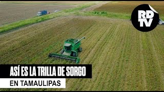 Así es la trilla de sorgo en Tamaulipas [upl. by Roxi]