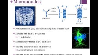 030Tubulin amp Microtubules [upl. by Ahcorb315]