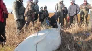 Whale Scallopine Alakanuk Traditional Foods Contemporary Chef Southwest Alaska [upl. by Mosi]