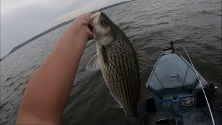 Insane Hybrid Striped Bass Bite [upl. by Ydnih494]