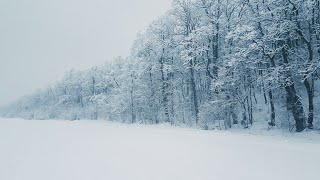 Bruit De La Neige Pour Dormir ⚡ se détendre  Sons de tempête de neige dans la forêt [upl. by Annaira141]