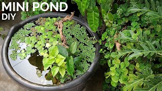 Simple DIY mini pond anyone can build  Walstad style mini pond with floating plants and fish [upl. by Bagger]