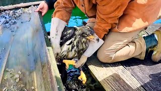 Couple helps eagle escape from a trap What happens next is unbelievable [upl. by Nemad]