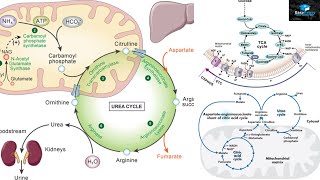 Amino Acids Degradation Protein Catabolism [upl. by Nordek]