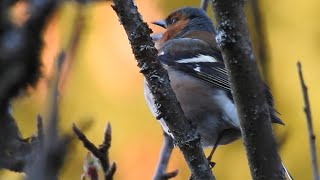 Eurasian chaffinch sound with video Bokfink in Norwegian [upl. by Lena]