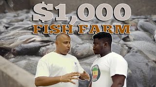 How To Start A Backyard Tilapia Farm With a 1000 [upl. by Rratsal676]