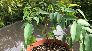 Blue Jaboticaba or Blue Vexator  Myrciaria Vexator  October update on my rare small seedling [upl. by Layton]