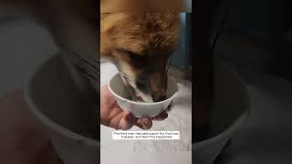 This kind man rescued a poor fox that was trapped and then this happened animalshorts [upl. by Nauq]