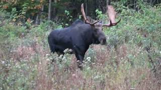 Moose hunt 2024 First bull week zone 1 Maine [upl. by Hallock]