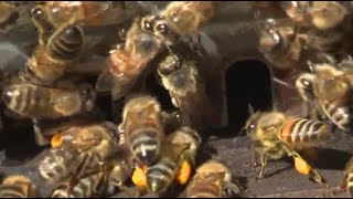 Maine beekeepers celebrate inaugural Bee Fest in Augusta [upl. by Paolo]