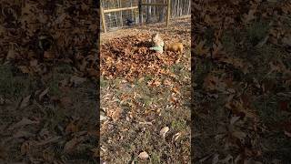 Josey playing in a leaf pile little piggies said no thanks countrygirl babyanimals farming [upl. by Der]