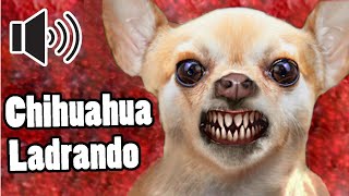 Ladridos de perros chihuahuas  Sonido de 6 ladridos [upl. by Nosirrah]