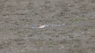 A Spoonbilled Sandpiper walking on the seashore in HainanChina Part 1 [upl. by Osric]