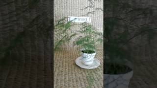 Plumosa fern from my Online Plant Nursery in Phoenix AZ [upl. by Alamap]